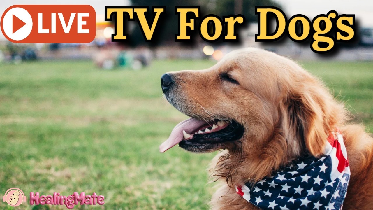 🔴24/7 Dog TV🎵🐶Calming Music for Dogs🐶💖Separation Anxiety Relief💖🦮Soothing Dog Music for Sleep🔴17