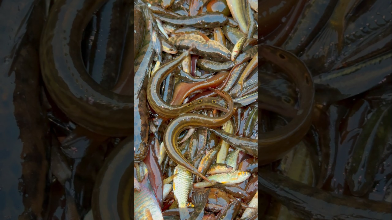 Mas Dora Video #Shorts 🎥