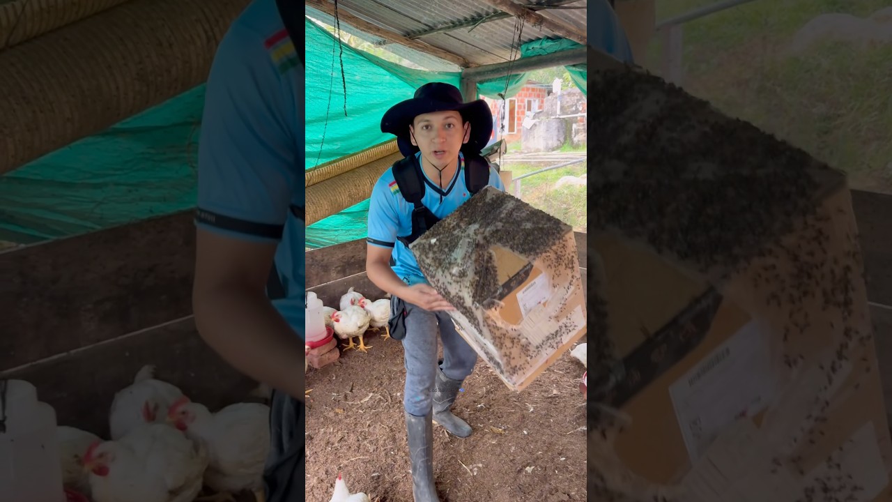 Cómo Eliminar Moscas en el Campo 🌾