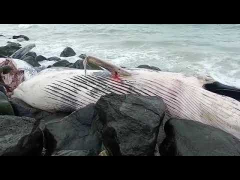 Un bébé baleine bleue échoué sur la côte de Rufisque au Sénégal