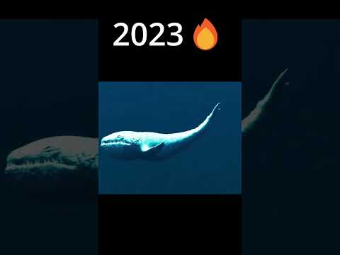 EVOLUTION OF THE BLOOP 2022 -2024 #evolution