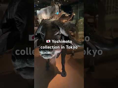 🇯🇵科学博物館の剥製コレクションがすごい👀 #東京 #科学博物館