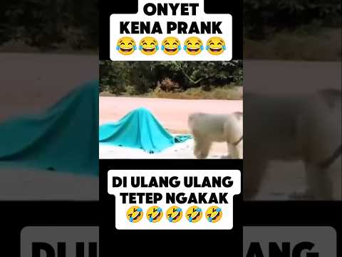 Monyet lucu kena prank #monyet #monyetlucu #monyetviral #monyetpintar #ngakak #lucu #viralshorts