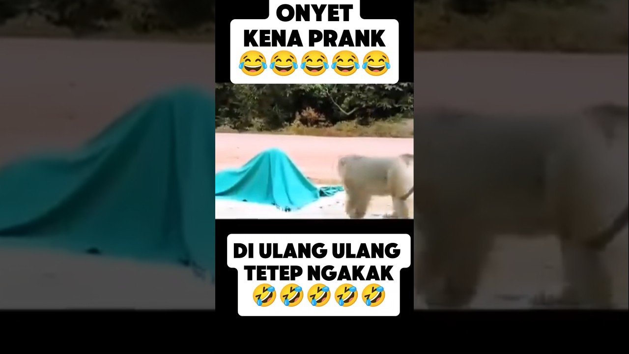 Lucu! Monyet Kena Prank 🤣