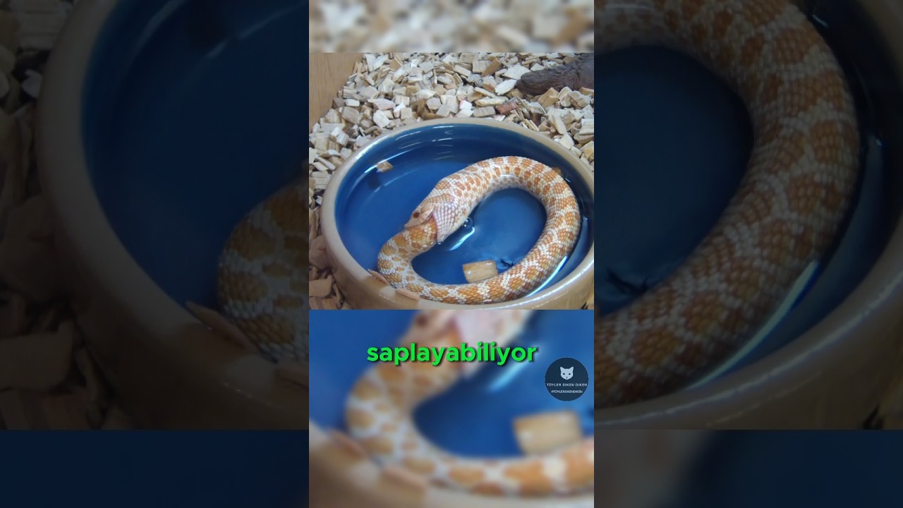 Yılanlar Neden Kendilerini Isırır? 🐍