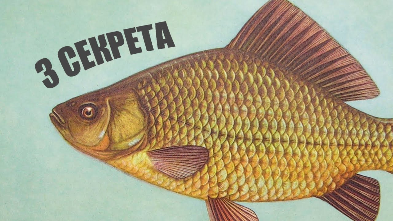3 секреты успешной ловли Карася 🎣