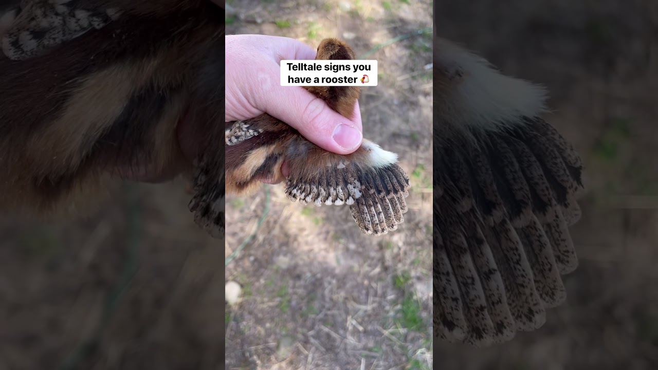 How to Tell if You Have a Rooster 🐓