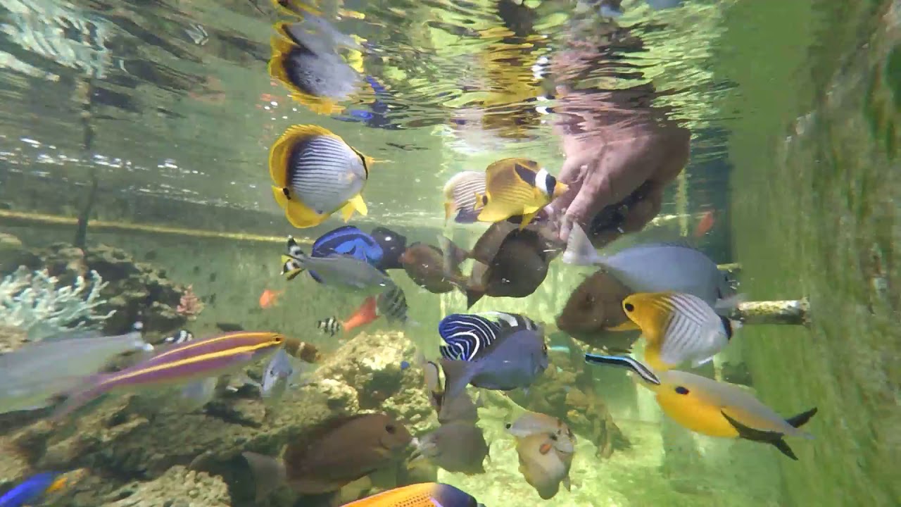 Update Kolam Ikan Hias Laut 🐟