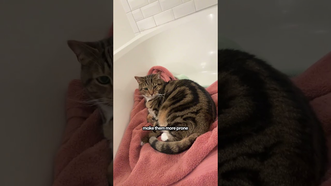 Male Cat Urinary Blockage: Signs & Tips 🐱