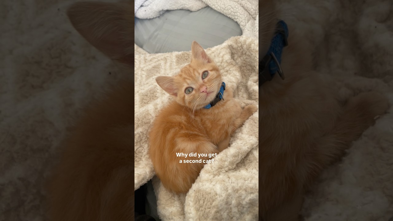 My soul cat found his soul kitty 🥹 #viral #cat #shorts #cuddles #rescuecat #fosterkittens #adopted