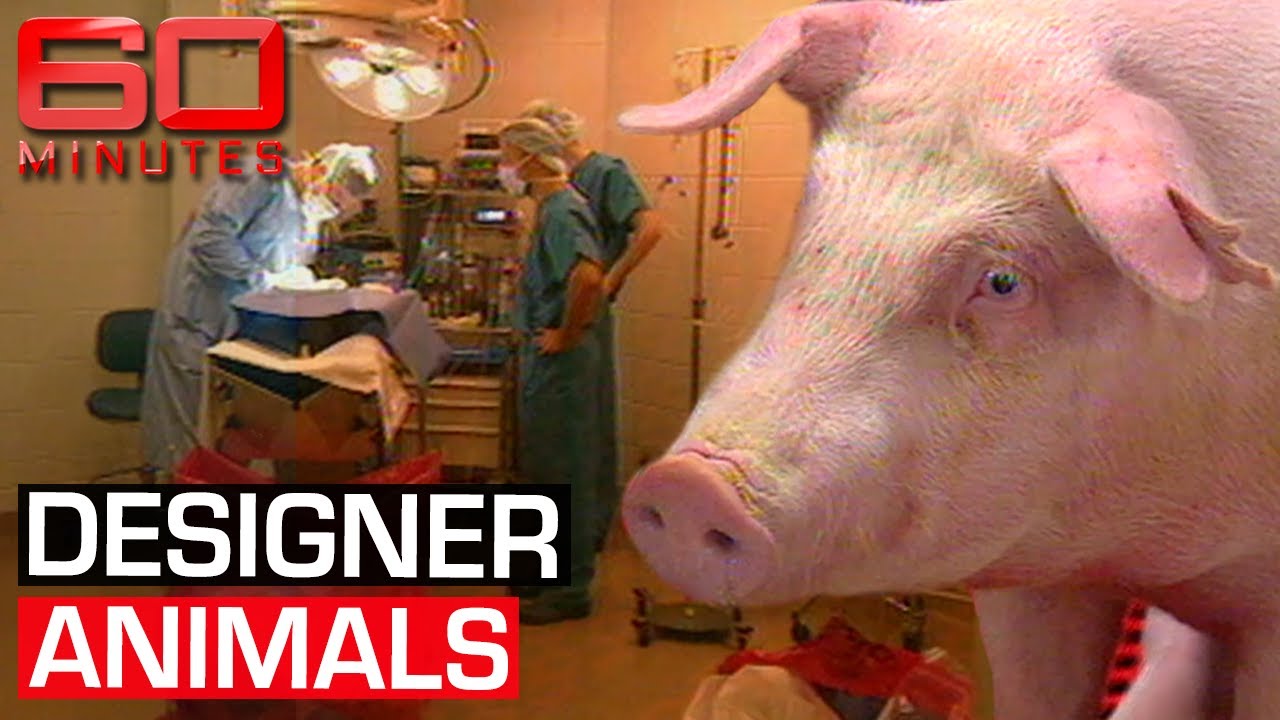 Genetically Modified Animals: Scientific Breakthrough or Ethical Dilemma?
