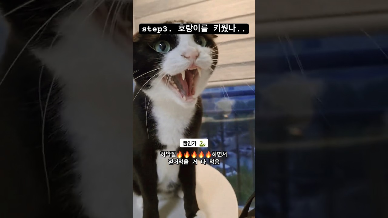 버르장머리 고양이😱 #턱시도고양이