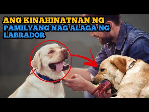 Ang Masalimuot na Kwento ng Pamilyang nag Alaga ng Labrador (TrueStory)