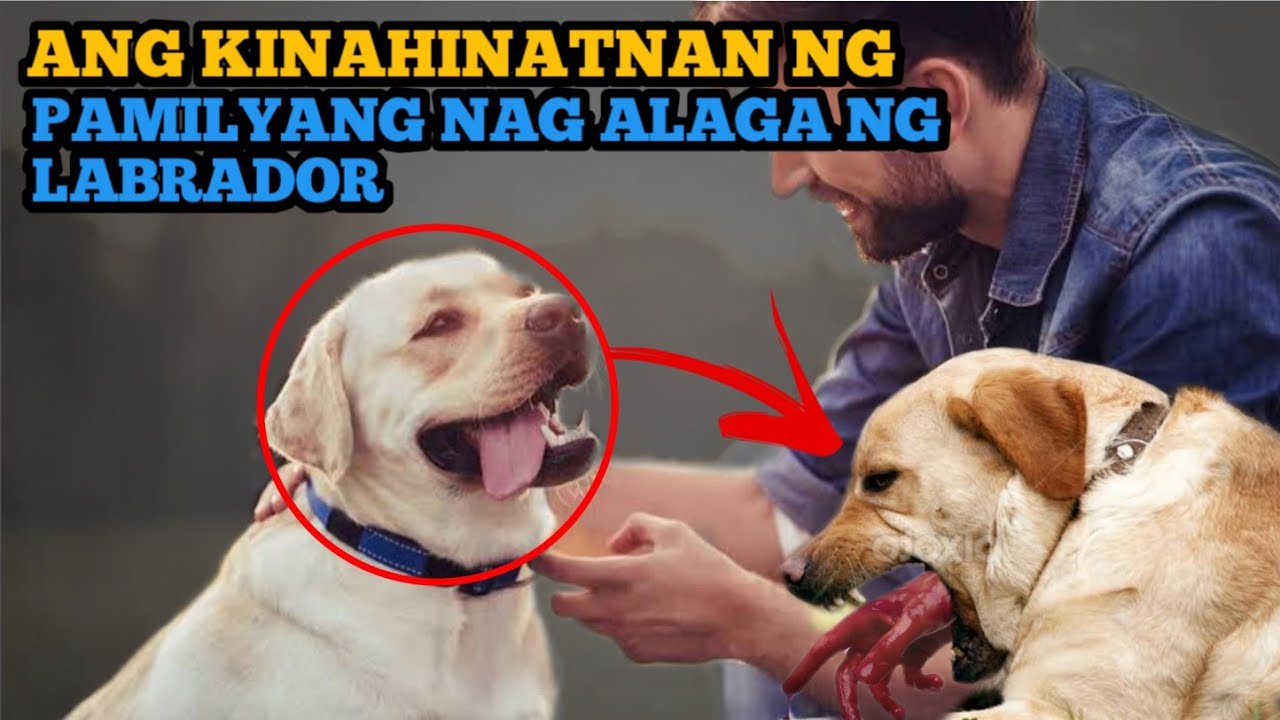 Kwento ng Pamilyang Nag-Alaga ng Labrador 🐕