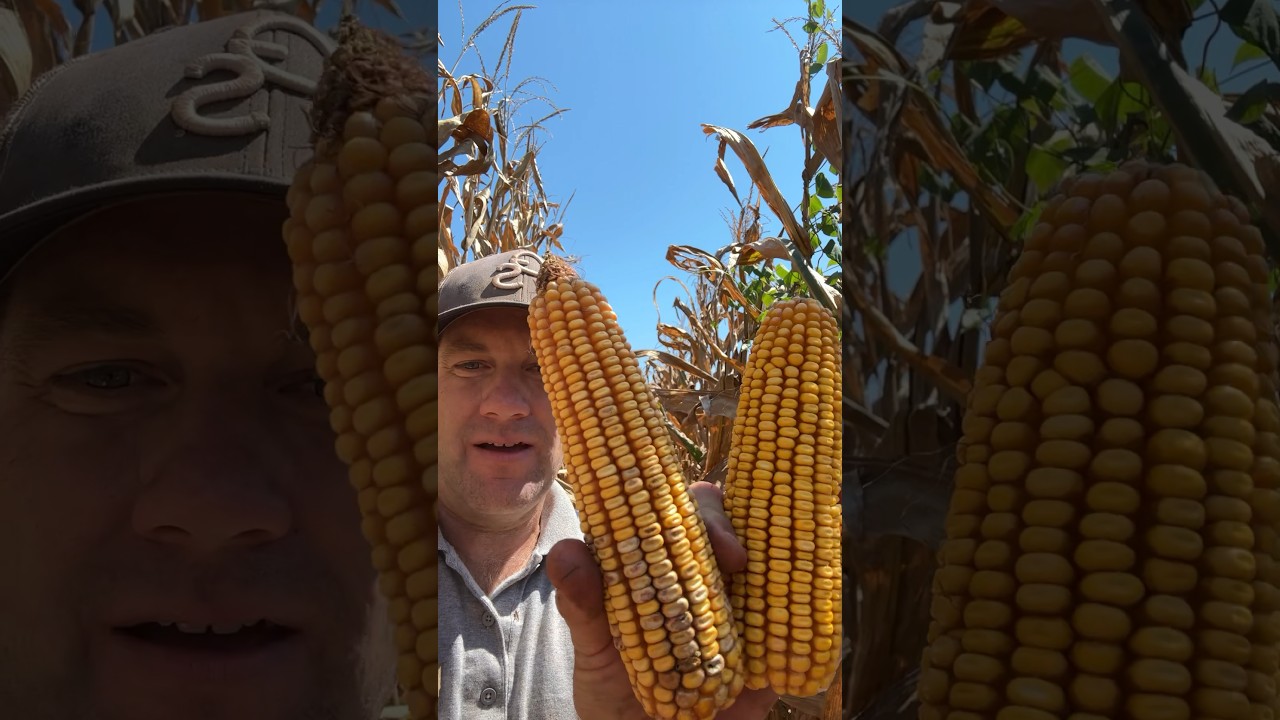 GMO vs. Non-GMO Corn Challenge π½