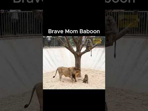 엄마 개코원숭이의 용기(feat.사자) The Courage of a Mom Baboon (feat. Lion) #animals #개코원숭이 #wildlife #사자