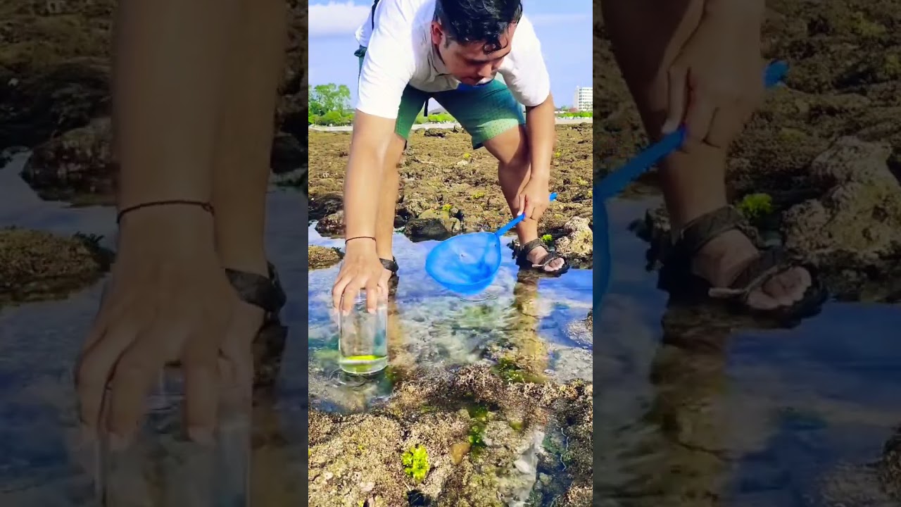 Ikan Laut Bisa Dipelihara di Air Tawar? 🌊