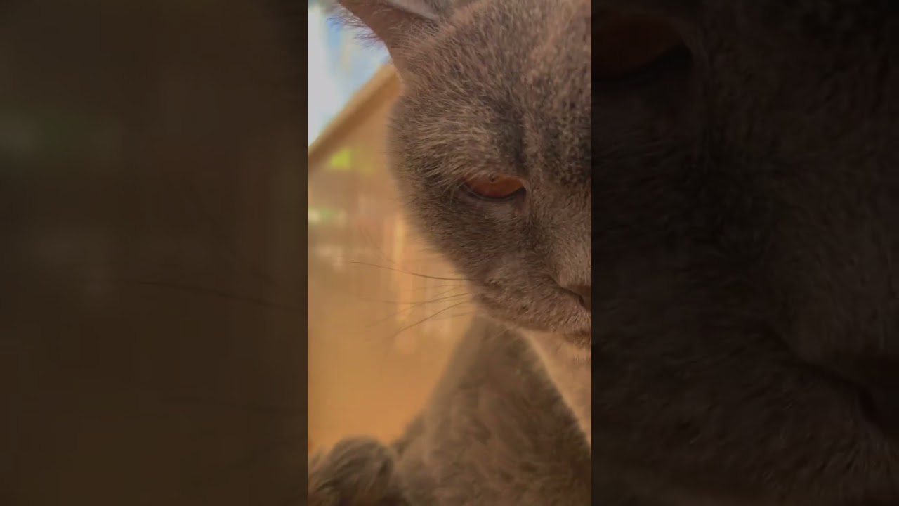 Vilya's Funny Cats Compilation πΊ