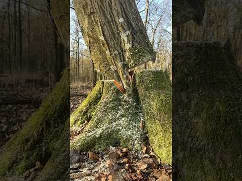 „Würzenschnitt – wer kennt ihn, wer nutzt ihn? 🔪🌿✨Habt ihr schon Erfahrungen? #forsttechnik