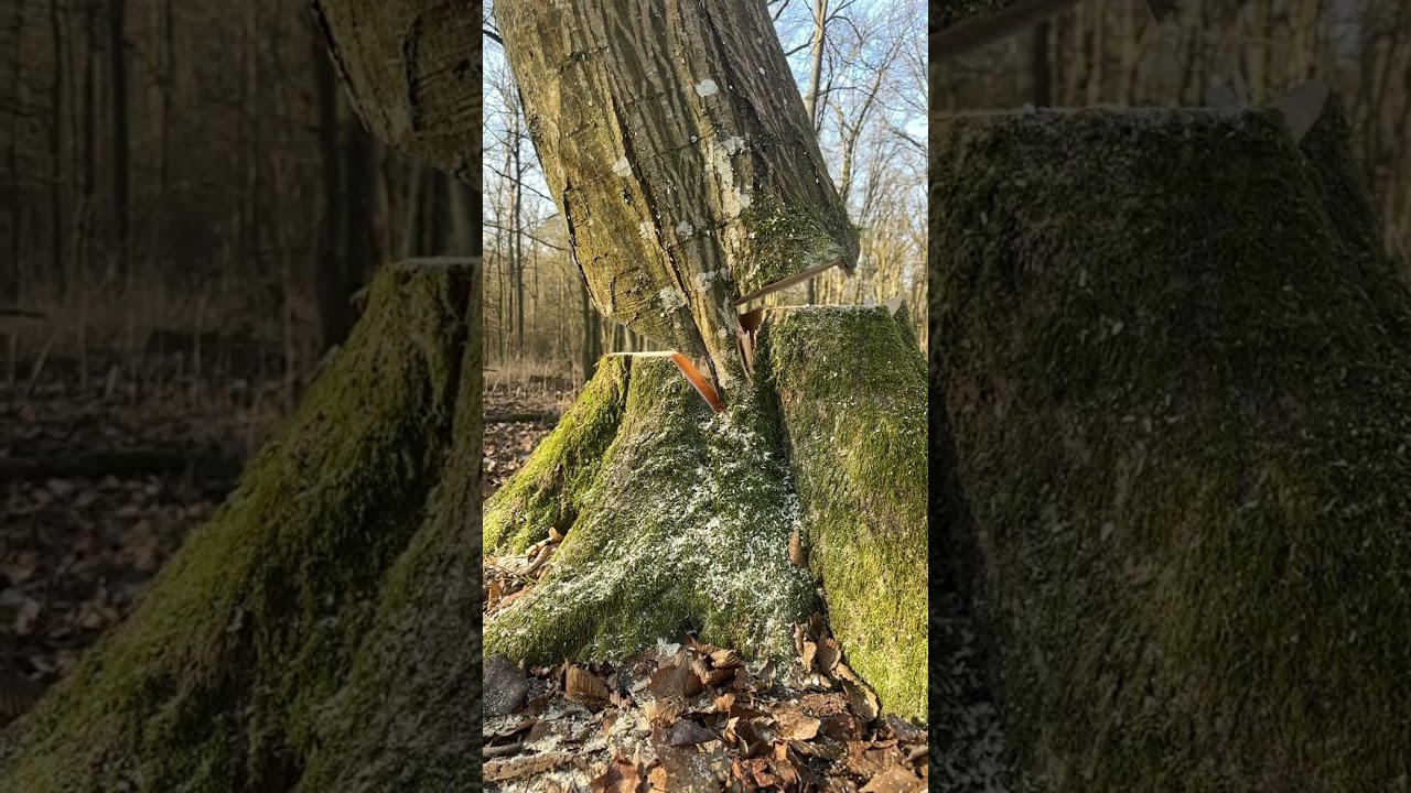Würzenschnitt im Forst: Wer nutzt ihn und was sind die Vorteile? 🌿