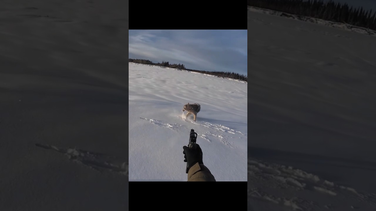 Alaska Snow Wolf Hunt with Pistol 🐺