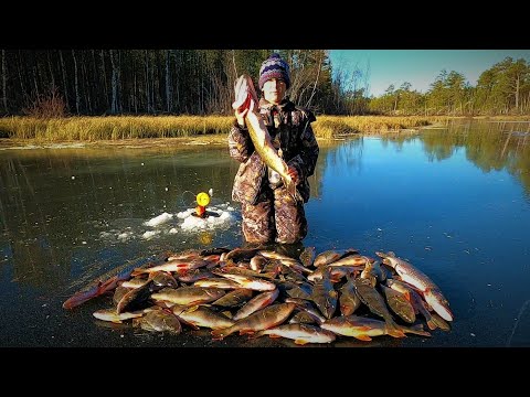 ВОТ И ПЕРВЫЙ ЛЁД 25-26 У МАКСИМА СОСТОЯЛСЯ! ГОРБАЧИ ШИКАРНЫЕ, ЕГО ЛЮБИМЫЕ) ЖАЛЬ ЩУКА ЗАЖРАЛАСЬ)...