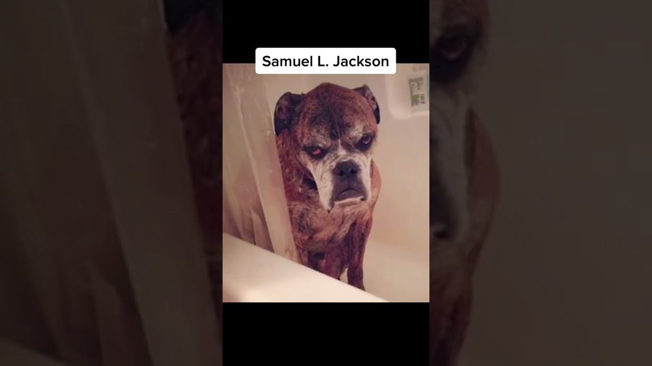 Celebrities & Their Animal Doppelgangers 🐶