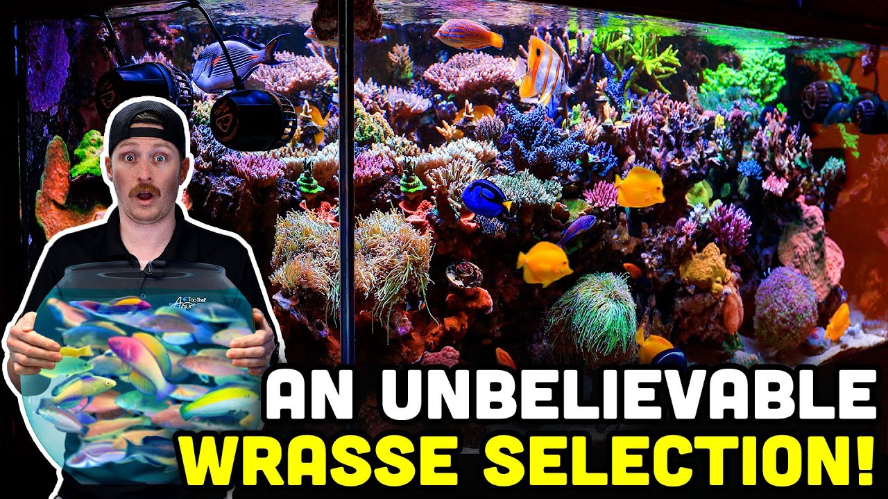 SPS Loaded Saltwater Aquarium ๐ Rare and Stunning Wrasse Collection Explained!