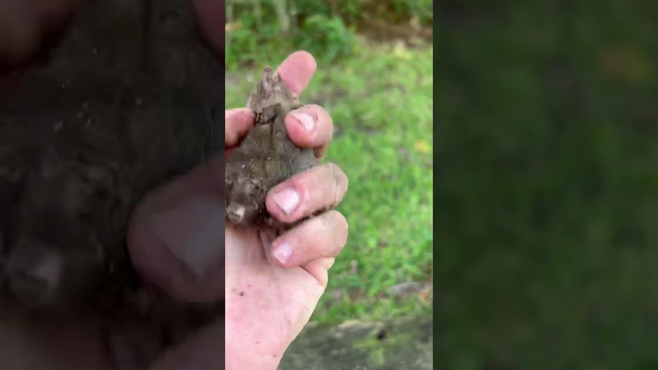 Spotted a Tiny Mole! πΎ