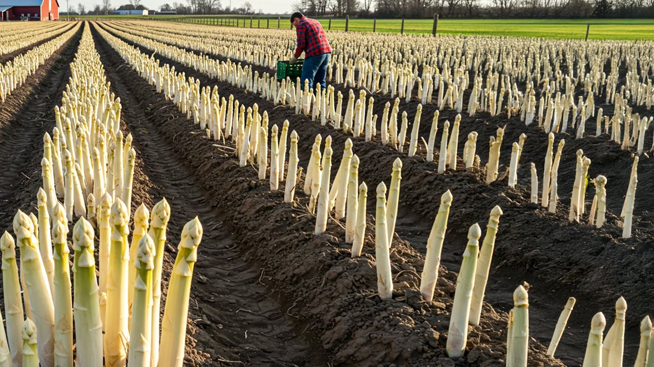 Asparagus Harvest & Processing Techniques 🌱