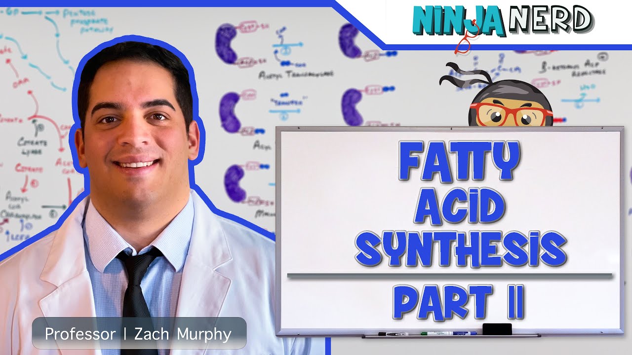 Metabolism Deep Dive: Complete Guide to Fatty Acid Synthesis Part 2 🧬