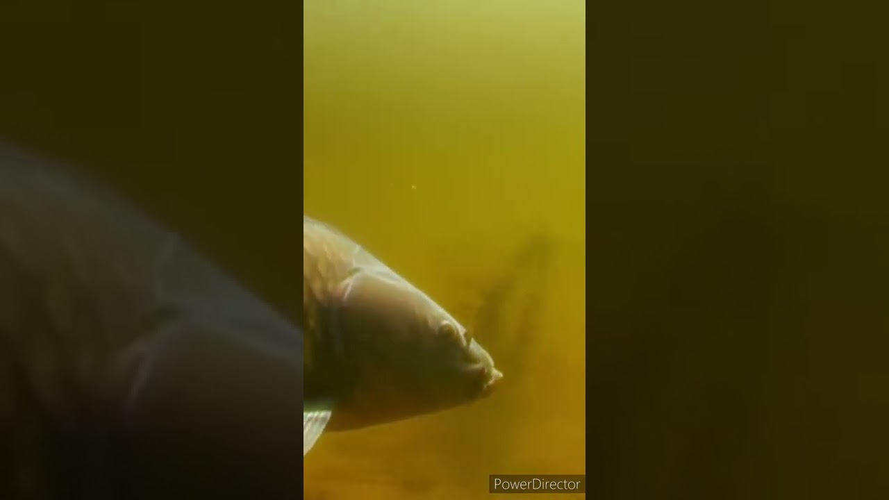 Любимый аромат сазана 🎣