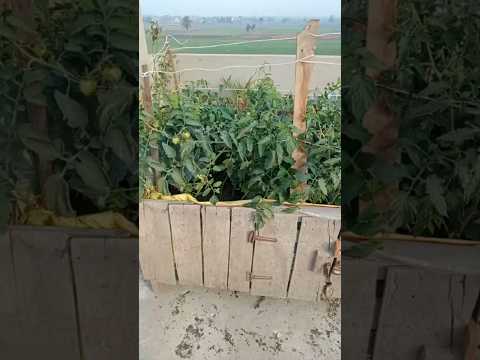 أقوى سماد طبيعي يقوي ويسرع نمو النباتات والخضروات وكثرة التزهير ولتقوية الجذور سماد قشور الموز #سماد