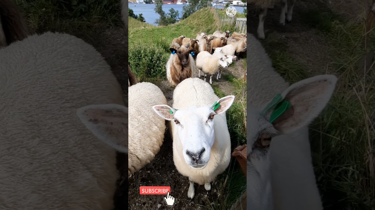 استمع إلى صوت الخروف الحقيقي 🐑