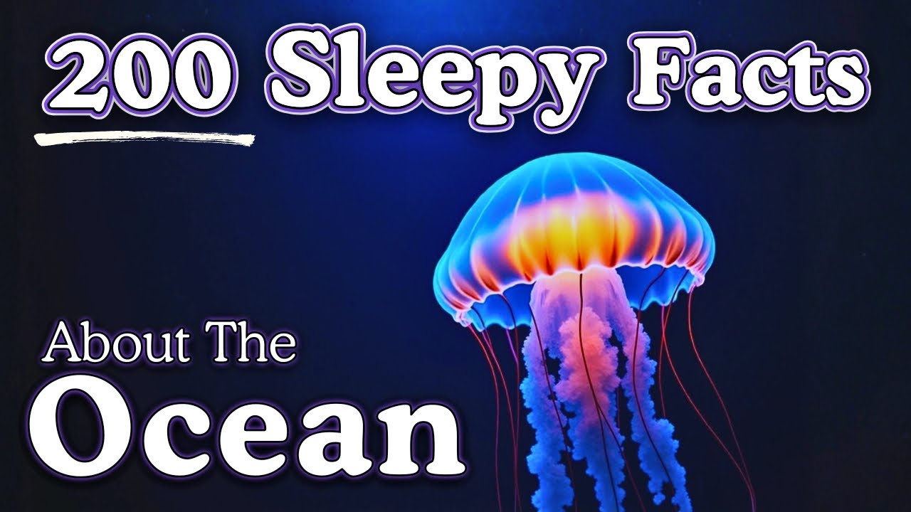 4 Hours of Relaxing Ocean Facts to Fall Asleep To — Dreamy Science