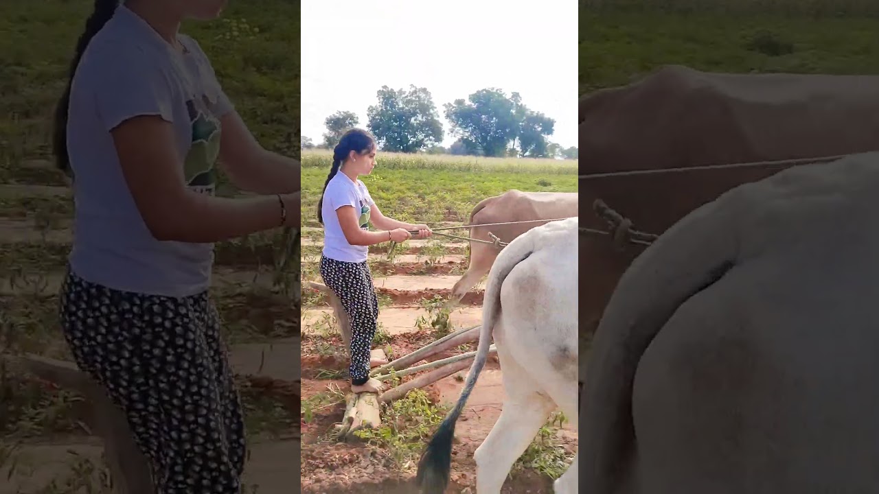 Framer Garl's Viral Moment in Karnataka 🌾