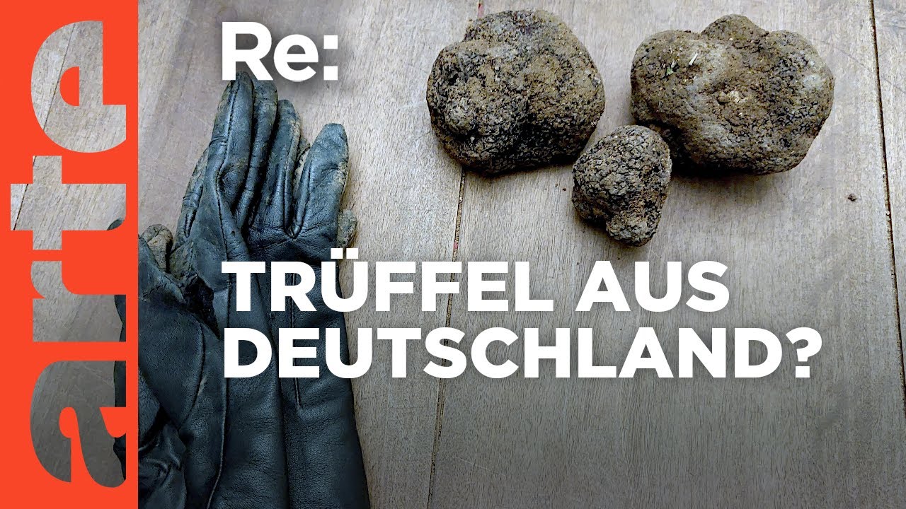 Trüffel in deutschen Wäldern entdecken 🍄