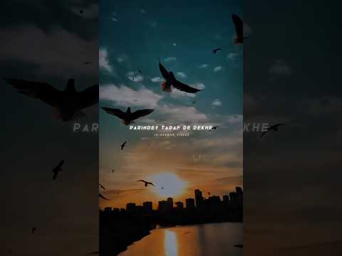 Parindey - B Praak | Slowed Reverb Songs