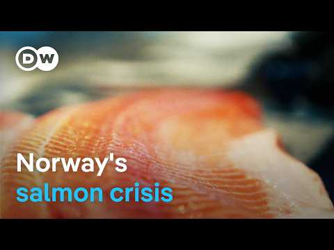 Can Norway’s wild salmon be saved? | DW Documentary