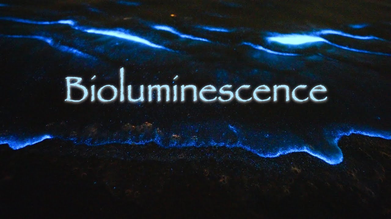 Sea Sparkle: Noctiluca scintillans in 4K 🌊