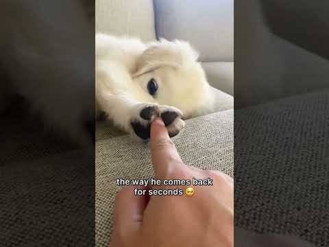 Yes You Can Hold My Hand If You Want To (Puppy Version) #shorts