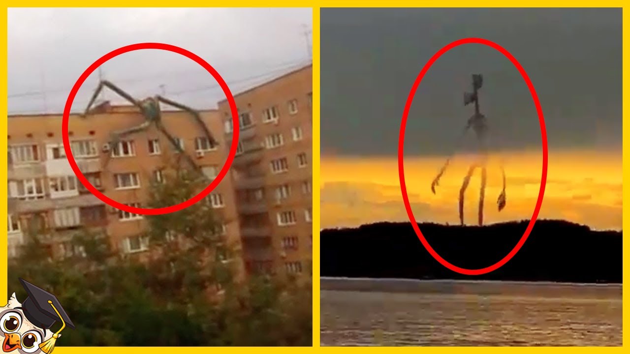 Top 10 Gigantische Wezens Vastgelegd 📹