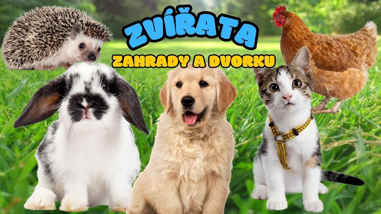 🐶 ZVÍŘATA ZAHRADY A DVORKU | Zábavné vzdělávací video pro děti| Skutečné záběry|Montessori inspirace