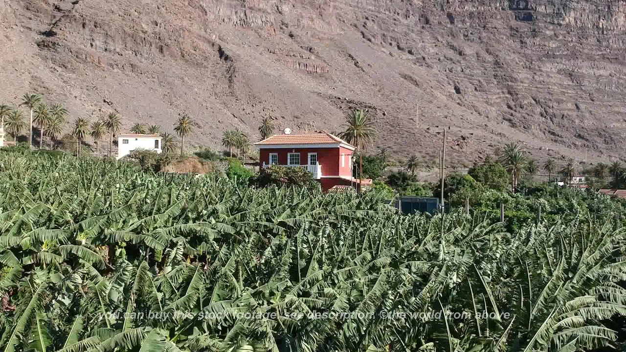 Aerial Drone Footage of Banana Trees on La Gomera 🌴