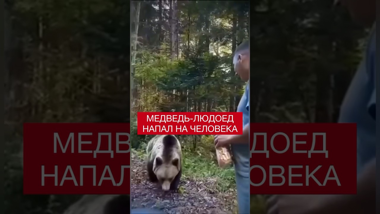 Медведь-людоед притворился добрым и напал