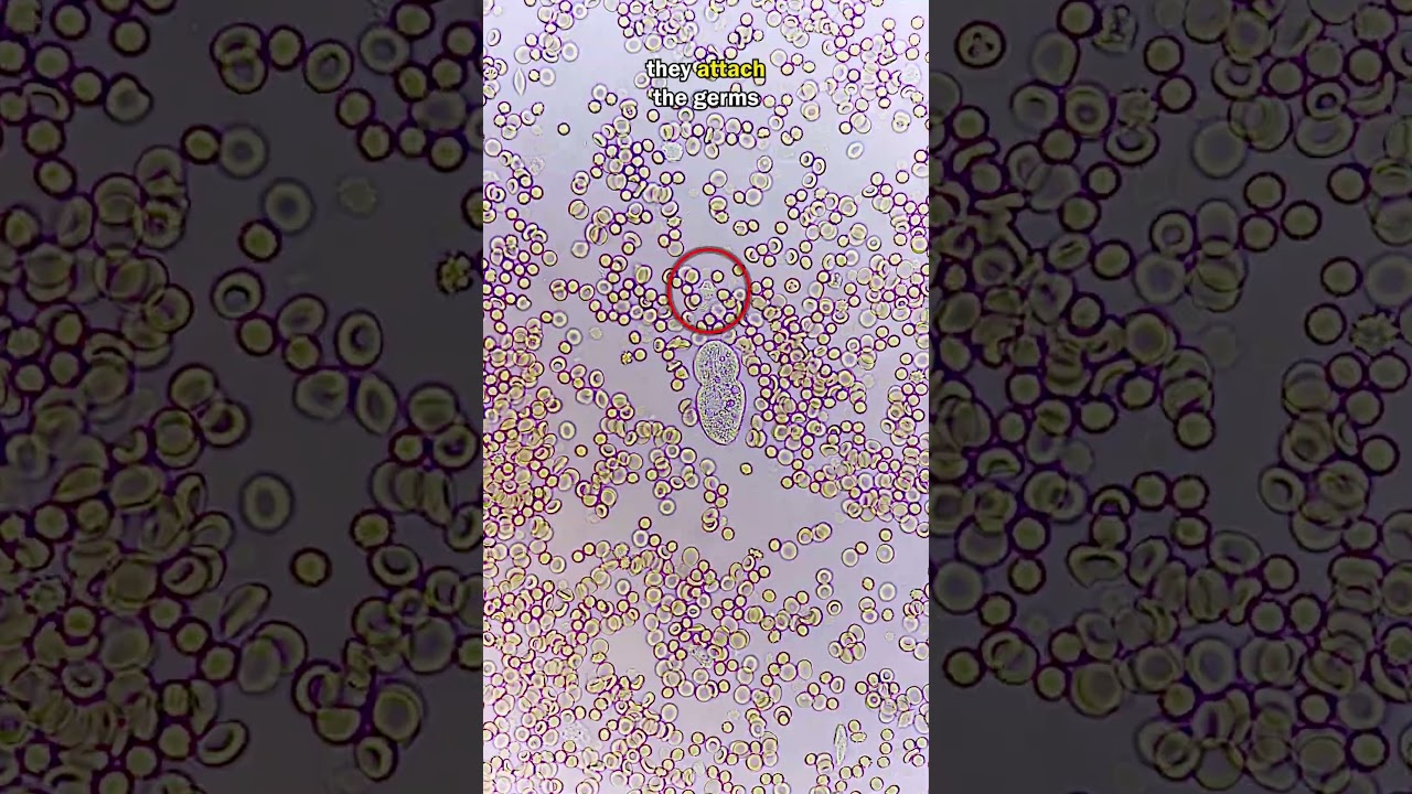 White Blood Cells Battle Germs 🦠
