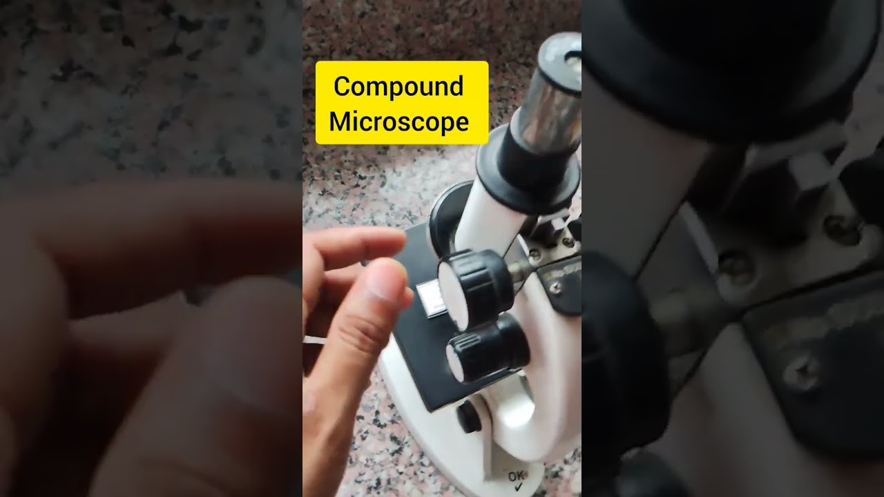 Amoeba Binary Fission 🦠 Explained