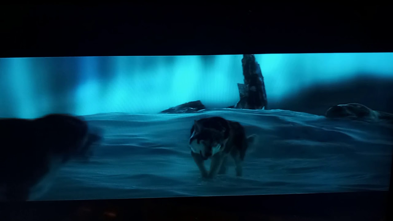 Buck and Spitz Fight Scene (2020) 🐺