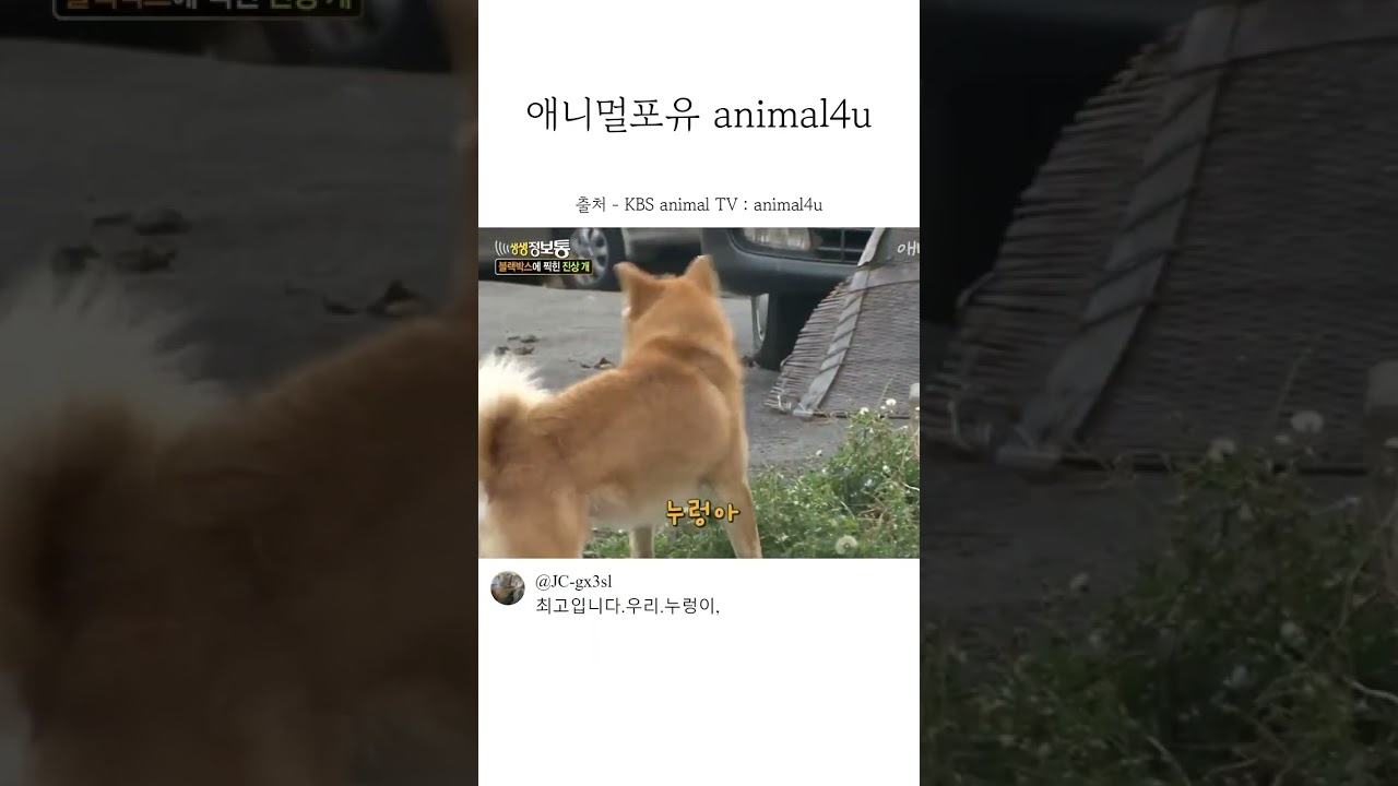 애니멀포유 강아지 힐링 영상 🐶