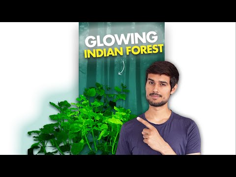 This Indian Forest Glows in Night!